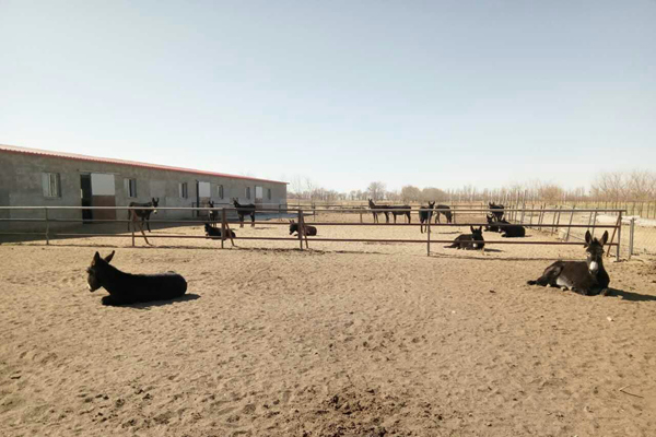 ��(d��ng)����w�|(zh��)Ѻ